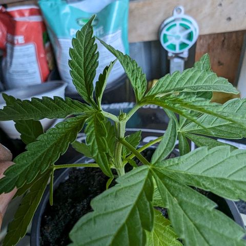 G growlog photo: Topped