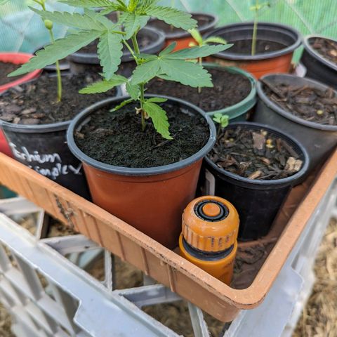 G growlog photo: Topped