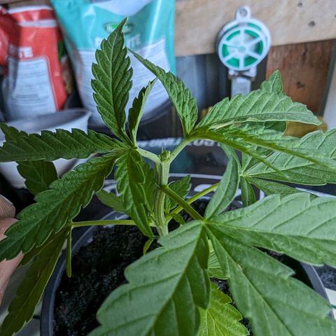 G growlog timeline photo