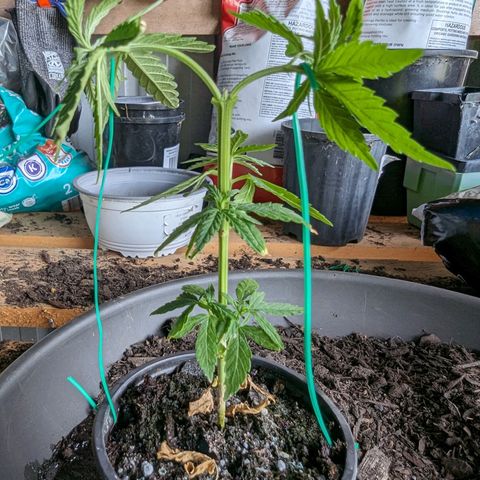 G growlog timeline photo