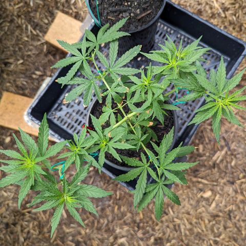 G growlog timeline photo