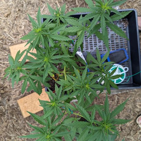 G growlog timeline photo
