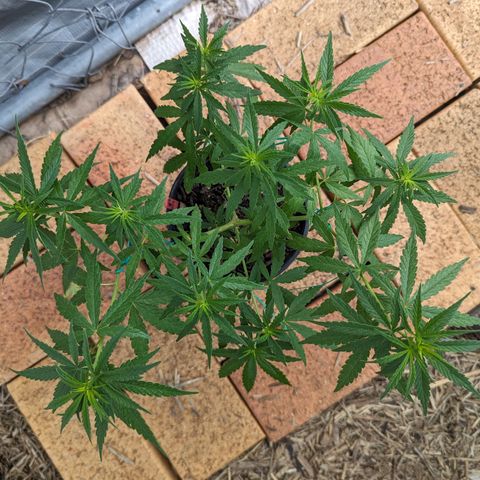 G growlog timeline photo
