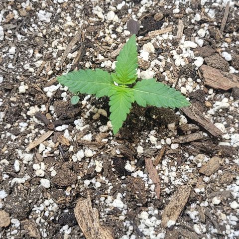 Greeny  growlog photo: Getting big