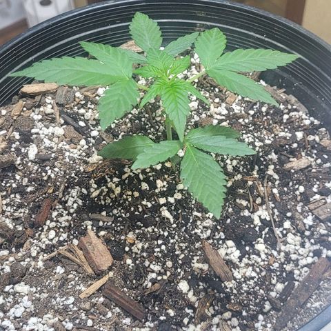 Greeny  growlog timeline photo