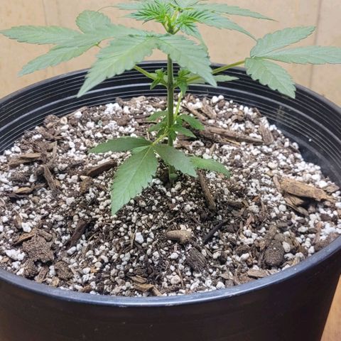 Greeny  growlog timeline photo
