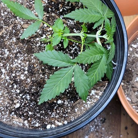 Greeny  growlog photo: Lst