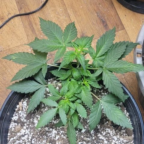 Greeny  growlog photo: Lst 1 week