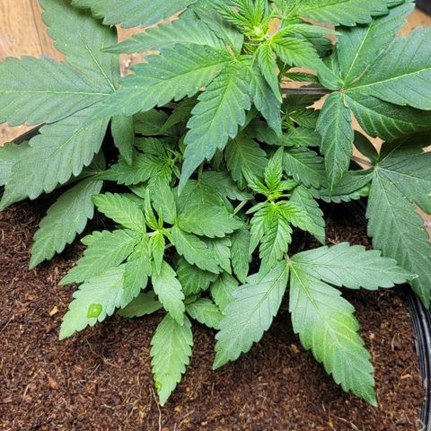 Greeny  growlog photo: Slight nute burn but got under controle