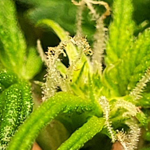 Greeny  growlog photo: About a week into flower
