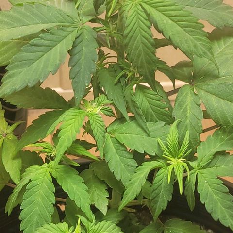 Greeny  growlog photo: Week 2 of flower
