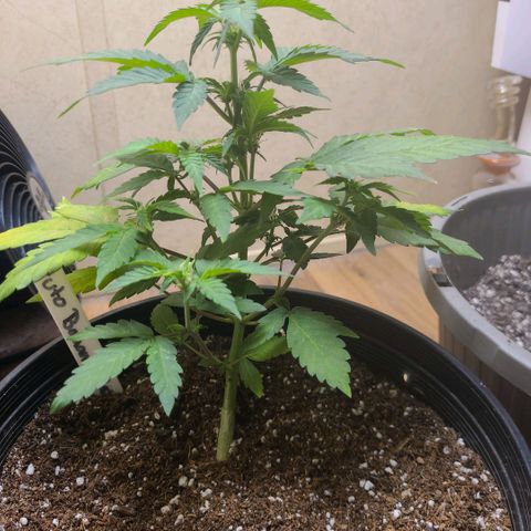 Greeny  growlog photo: Almost week 6