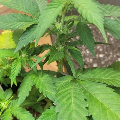 Greeny  growlog photo: Almost week 6
