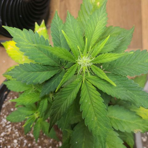 Greeny  growlog photo: Almost week 6