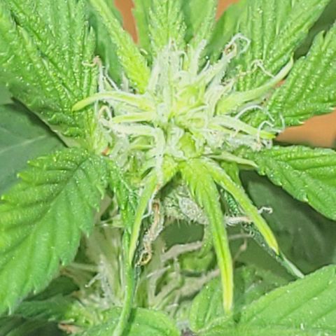 Greeny  growlog timeline photo