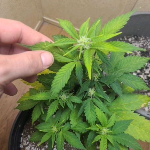 Greeny  growlog photo: Lst one more time 