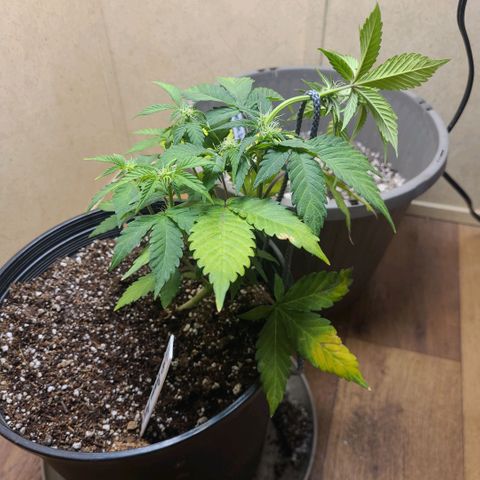 Greeny  growlog photo: Lst one more time 