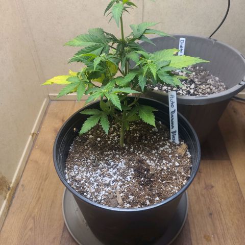 Greeny  growlog photo: Lst one more time 