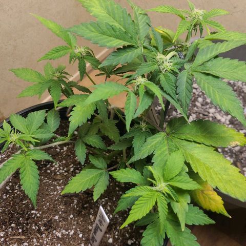 Greeny  growlog photo: Last time this will be lst judt slight adjustments from here 