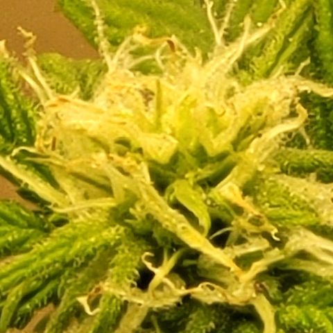 Greeny  growlog photo: Early bud developmemt