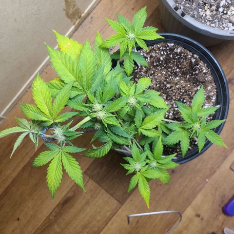 Greeny  growlog photo:  A little more lst