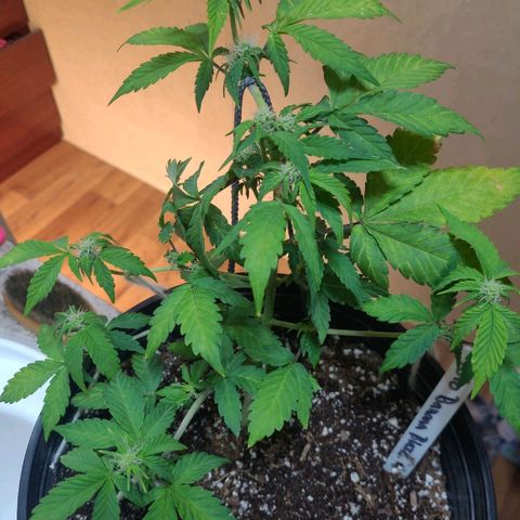 Greeny  growlog photo:  A little more lst