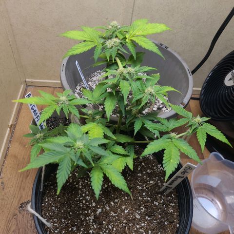 Greeny  growlog photo: Stacking