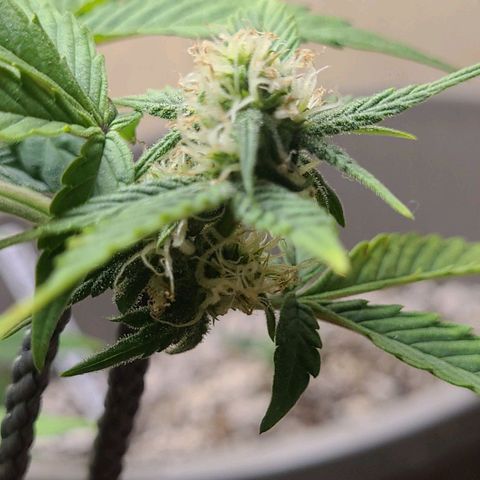 Greeny  growlog photo: Stacking