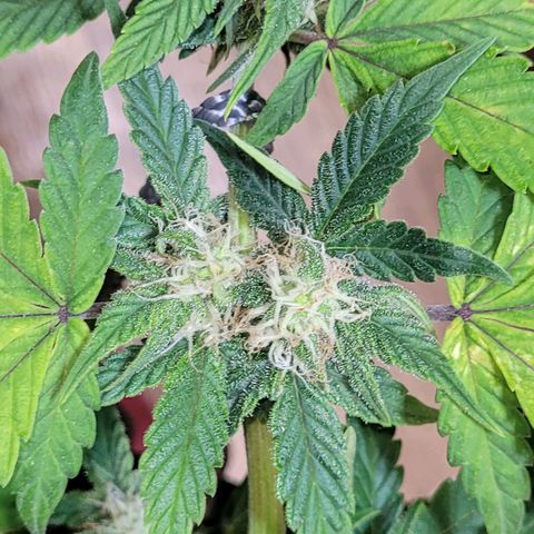 Greeny  growlog photo: Suger