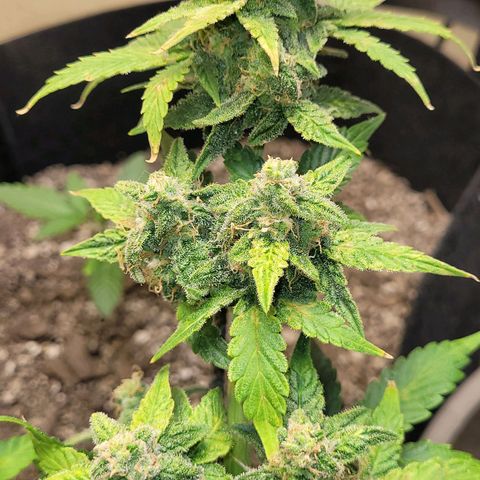 Greeny  growlog photo: About another week then🔪