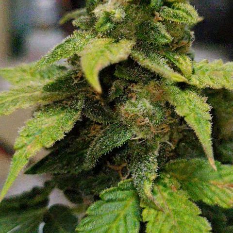 Greeny  growlog photo: Almost time
