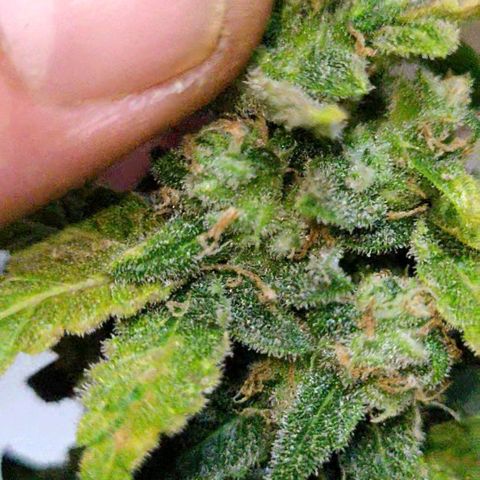 Greeny  growlog photo: Almost time