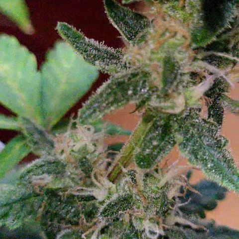 Greeny  growlog photo: Almost time