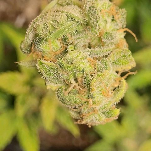 Greeny  growlog photo: Took a little test piece and it looks amazing 
