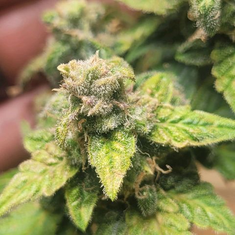 Greeny  growlog photo: Took a little test piece and it looks amazing 