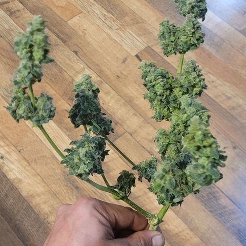 Greeny  growlog photo: Done deal!