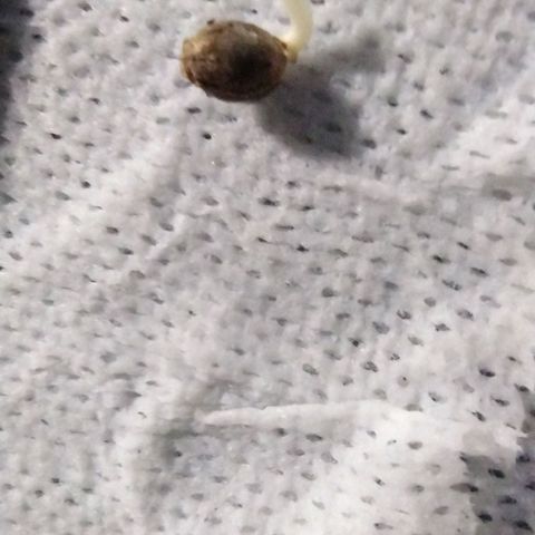 Runtz growlog photo: She popped! 