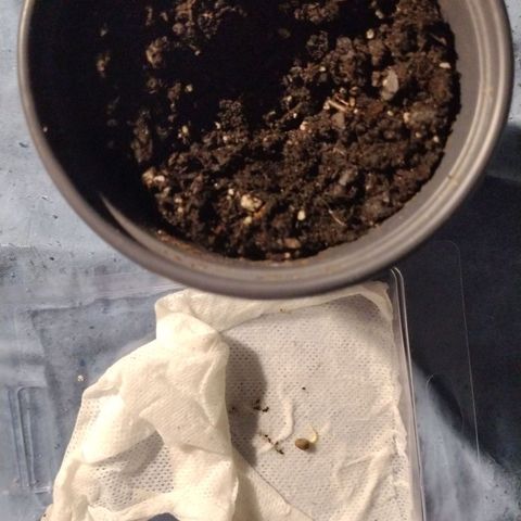 Runtz growlog timeline photo