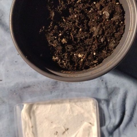 Runtz growlog timeline photo