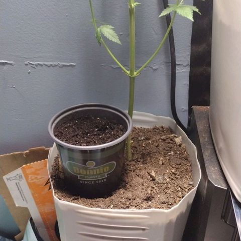 Runtz growlog timeline photo