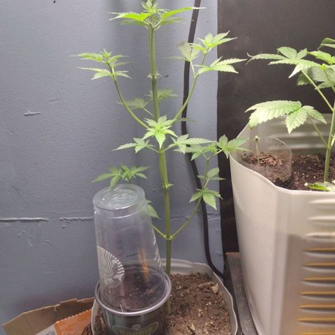 Runtz growlog timeline photo
