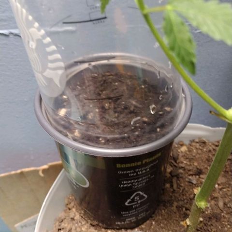 Runtz growlog timeline photo