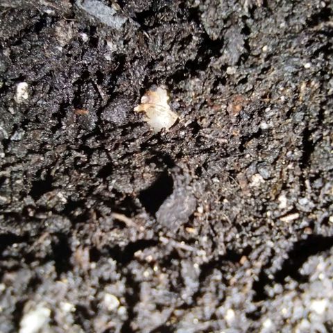 Runtz growlog timeline photo