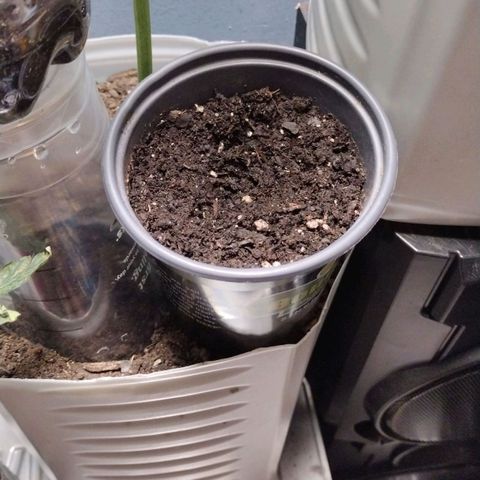 Runtz growlog timeline photo