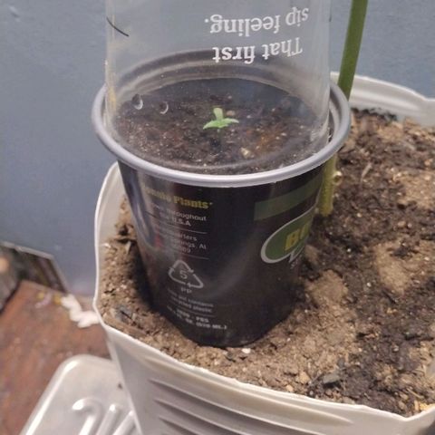 Runtz growlog timeline photo