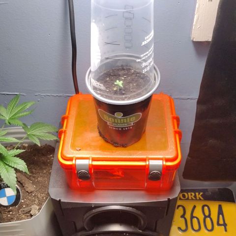 Runtz growlog timeline photo