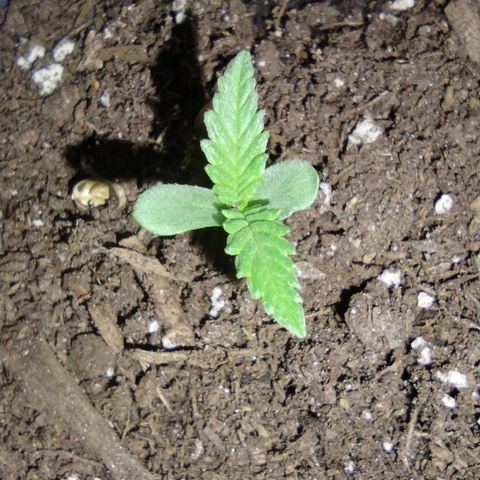 Runtz growlog timeline photo