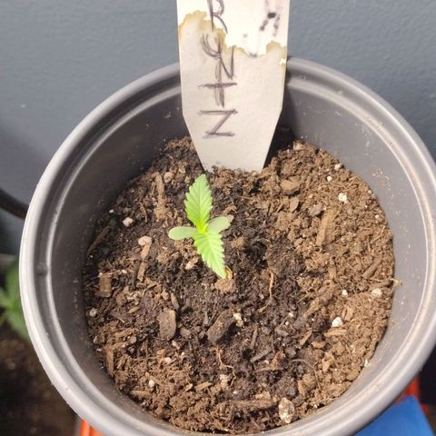 Runtz growlog timeline photo