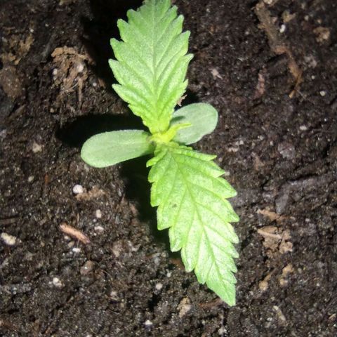 Runtz growlog timeline photo