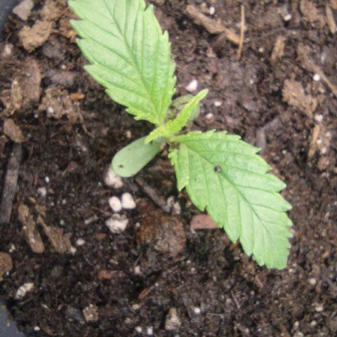 Runtz growlog timeline photo
